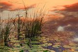Lily Pads & River Grass_07777